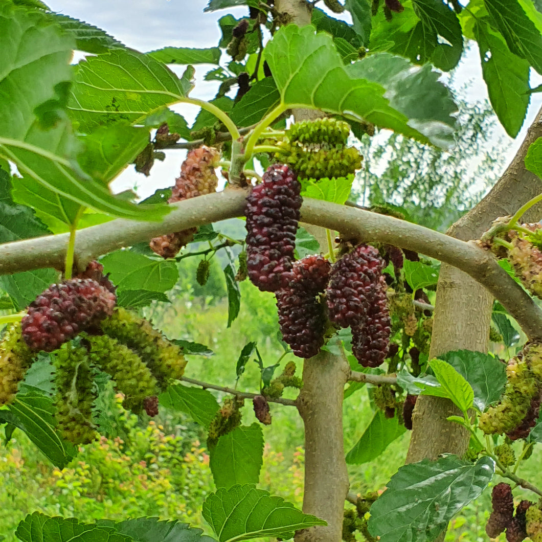 Mûrier Kokuso