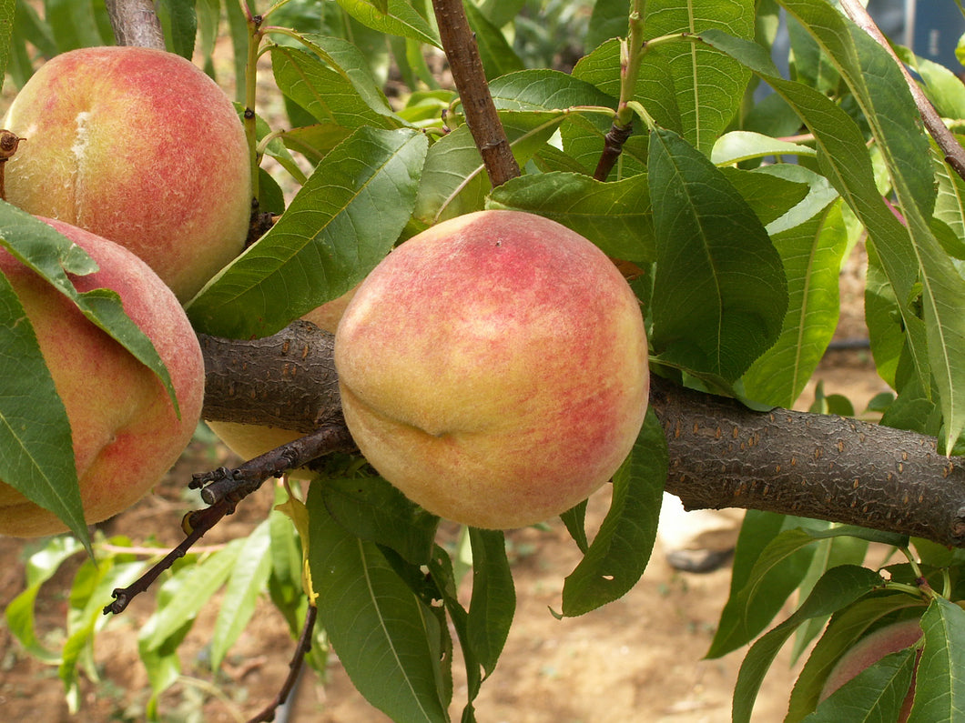 Pêcher Belle de Montélimard