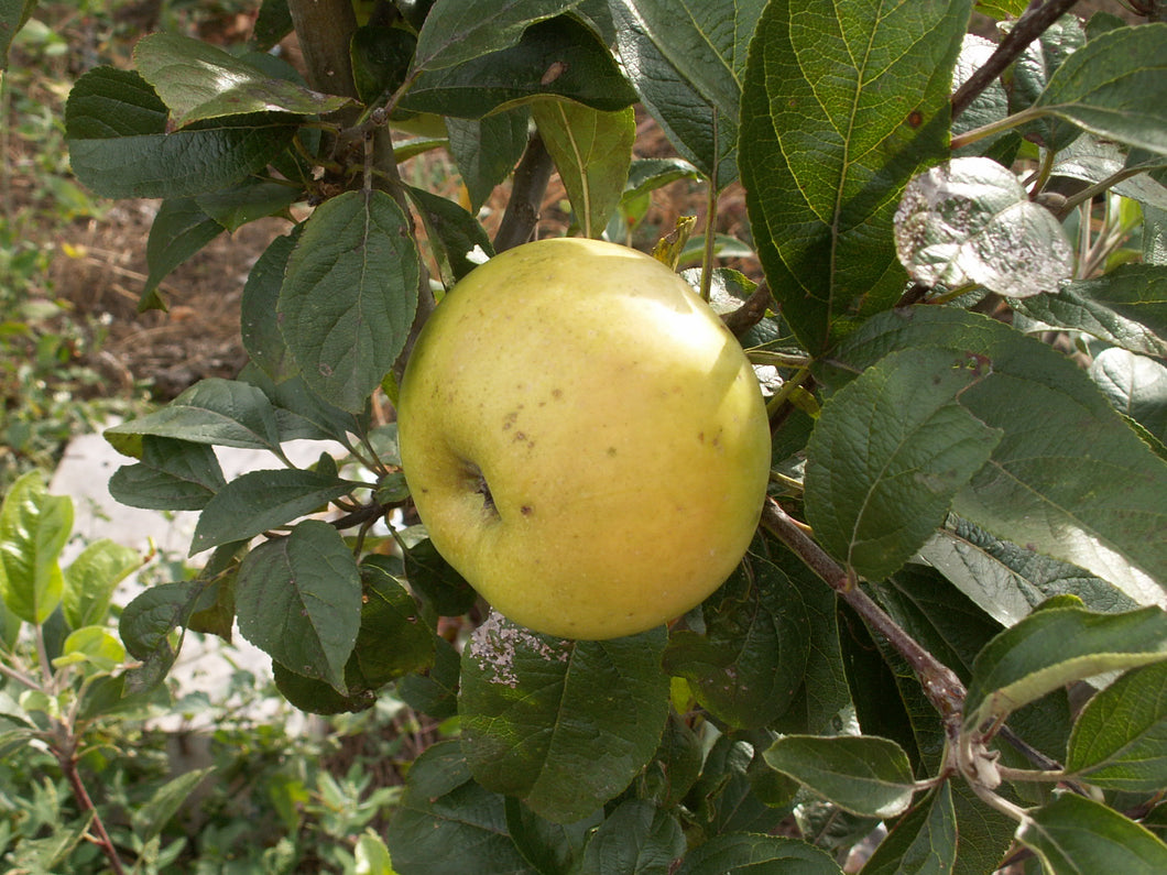 Pommier Blanche d'Espagne