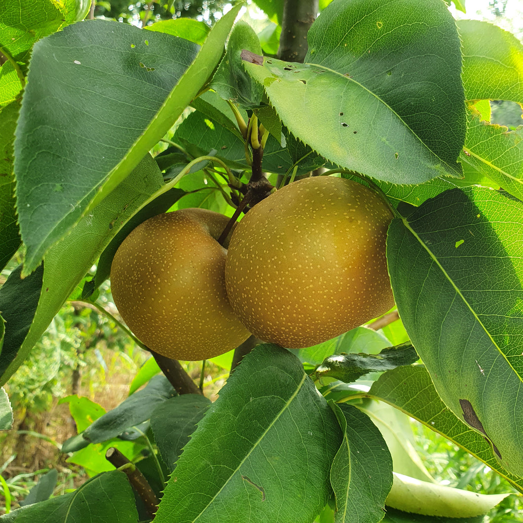 Nashi Chojuro