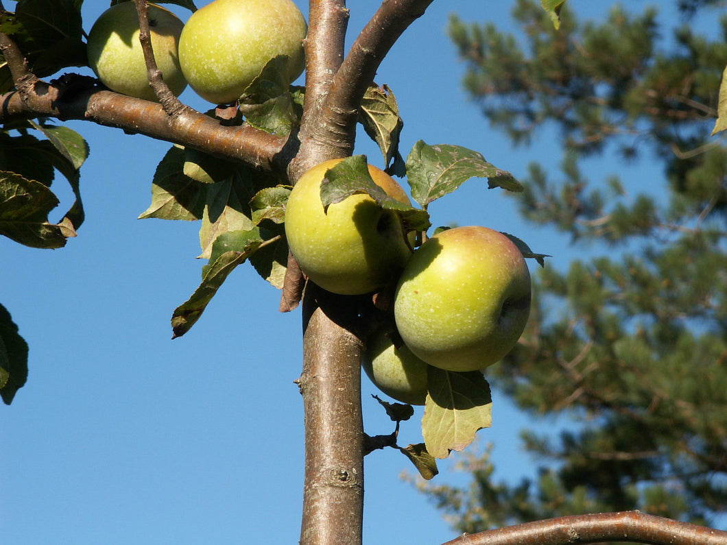 Pommier Coquette Aspe