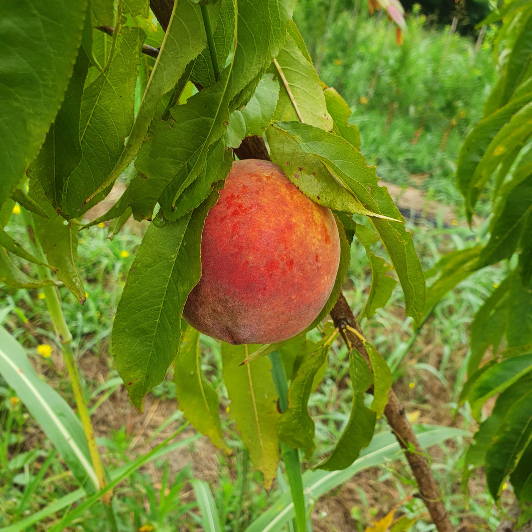 Pêcher Mireille