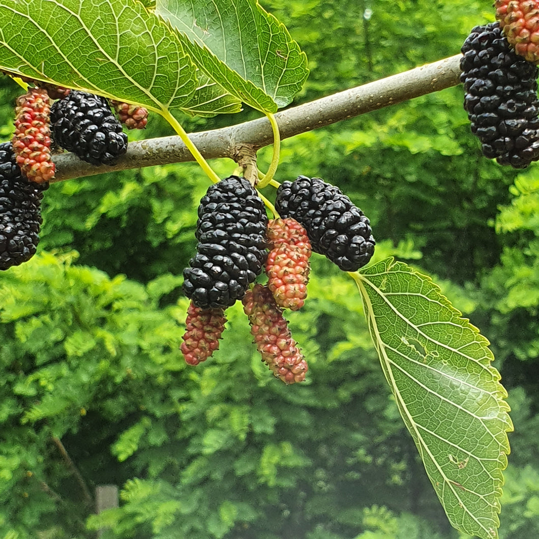 Mûrier Kim