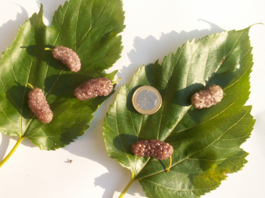 Mûrier Fruits blancs violacés 'Emmanuel'