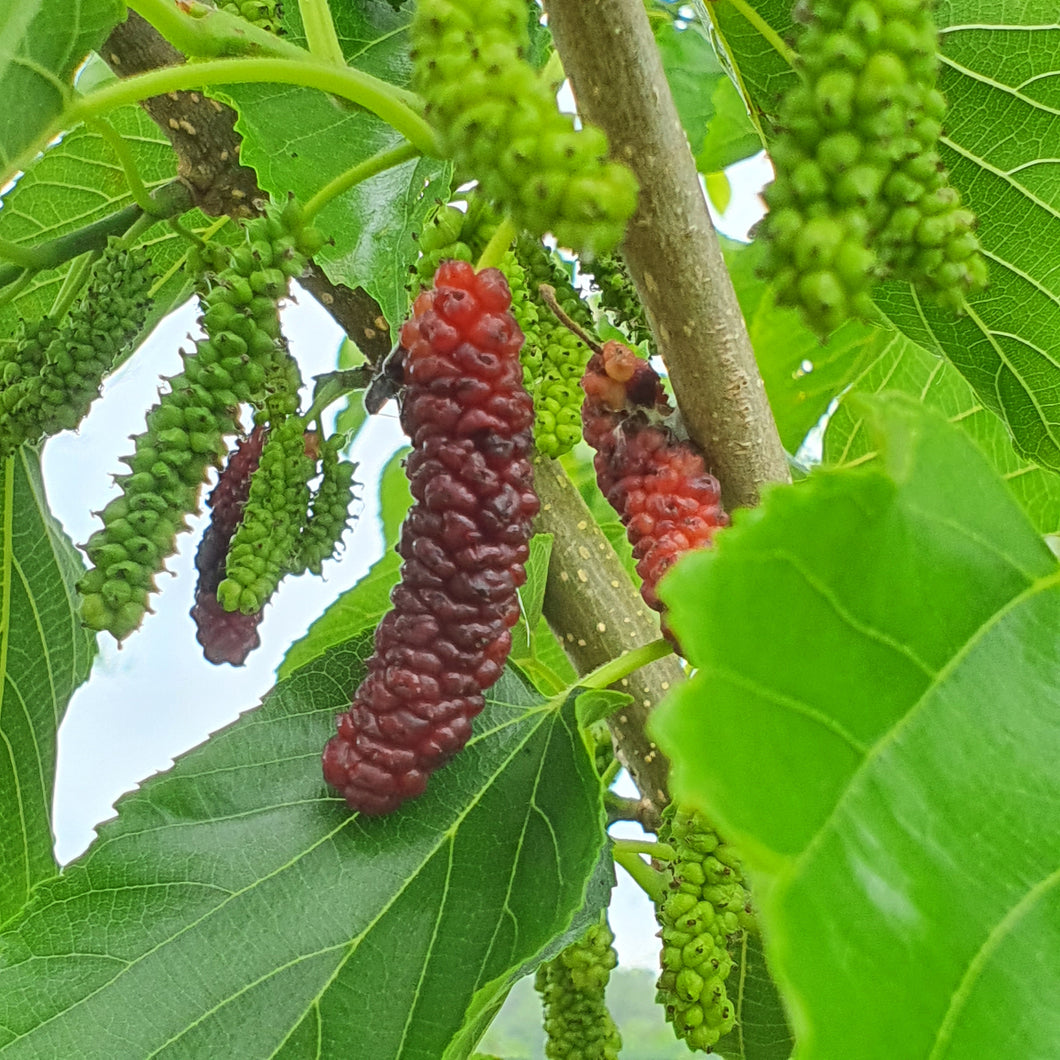 Mûrier Pakistan rubra