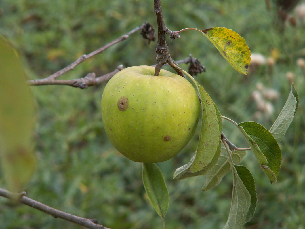 Pommier Reinette d'Amboulne