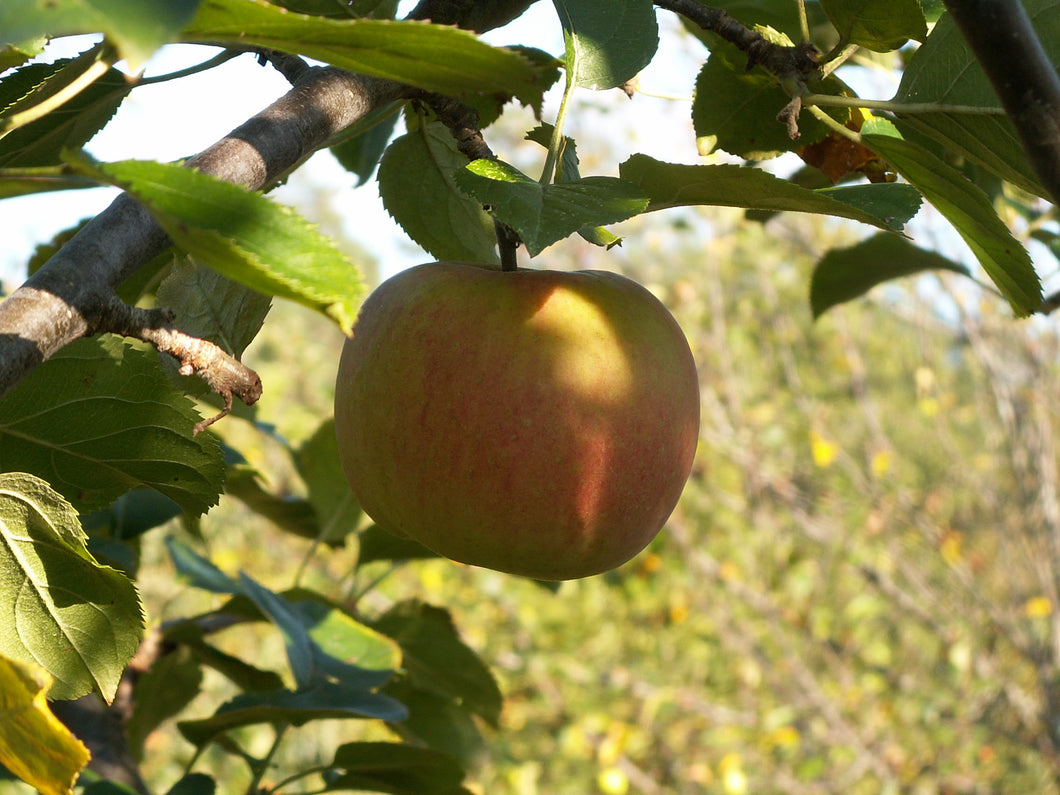 Pommier Reinette d'Angleterre