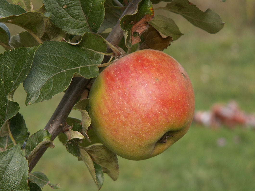 Pommier Reinette Dorée des P.O.