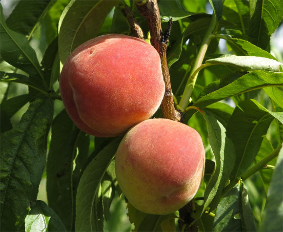 Pêcher Roussane de Monein