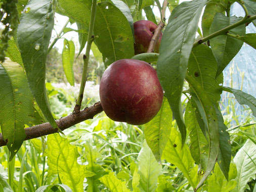 Pêcher Nectarine Felligni