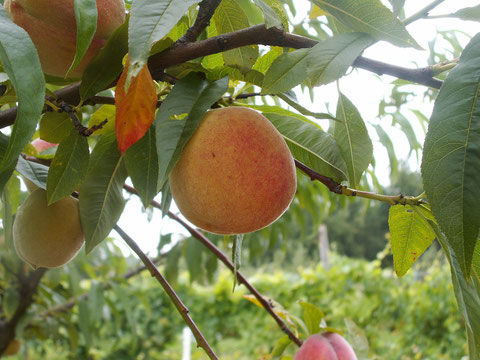 Pêcher Roussane Royale