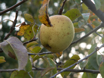 Pommier Belle Fleur jaune