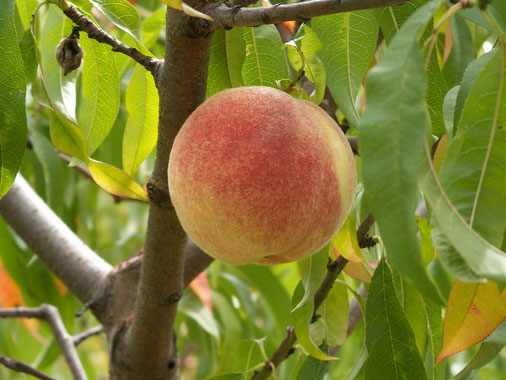 Pêcher Madame Guilloux