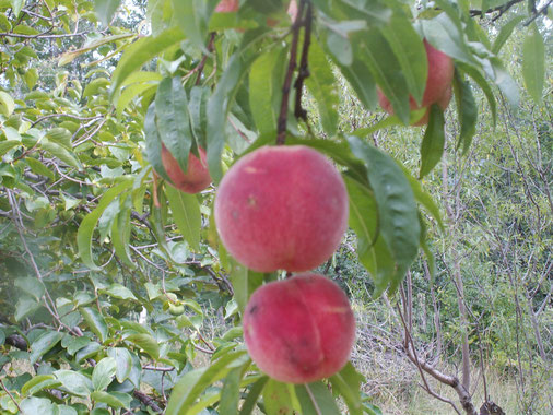 Pêcher Guilloux élégante