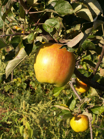 Pommier Reinette de Brive