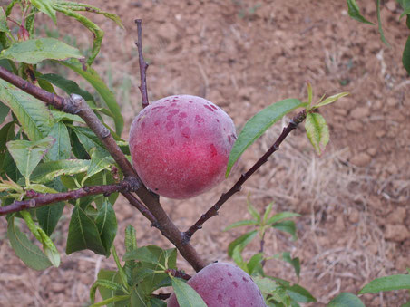 Pêcher Précoce de Hale