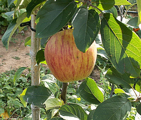 Pommier Reine des Reinettes