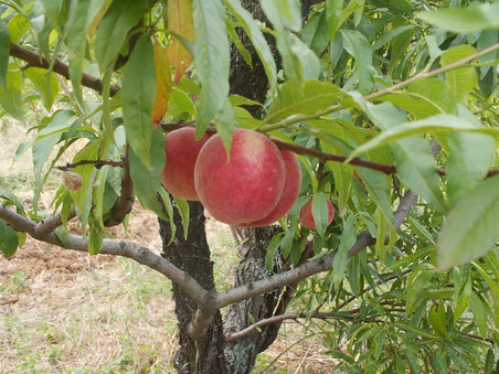 Pêcher Amsden