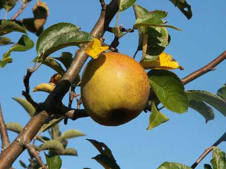 Pommier Court-Pendu Gris