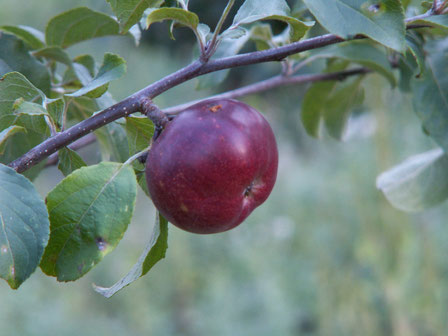 Pommier Carabille