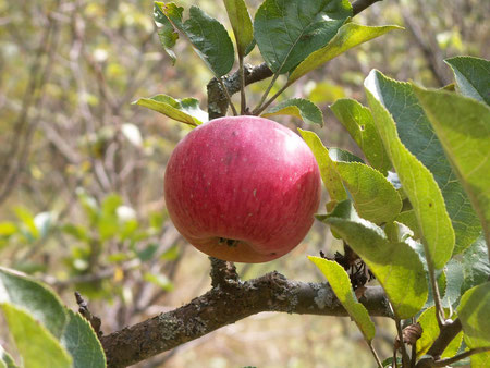 Pommier Belle Fille de Salins