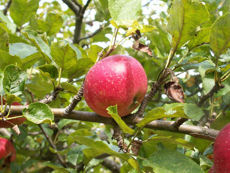 Pommier Court-Pendu Rouge