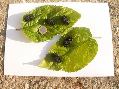 Mûrier Fruits noirs PACA