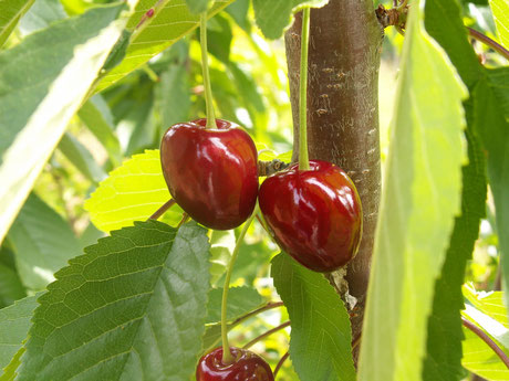 Cerisier Coeur de Pigeon Rouge