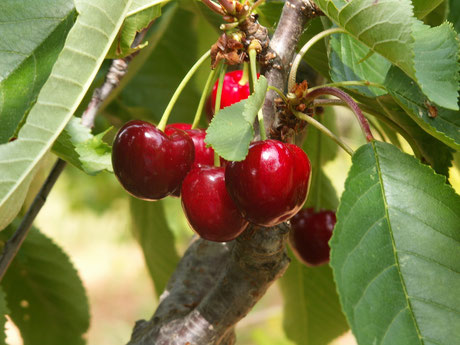 Cerisier Tardif de Vignola